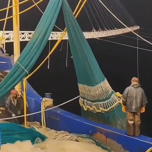 Colossal Black Tiger Prawns